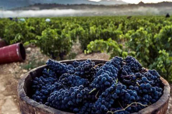 Arequipa Wine Routes Tour Full Day